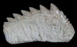 HUGE Fossil Cow Shark (Hexanchus) Tooth - Morocco #35013-1